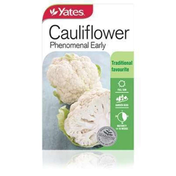 Yates Seeds Cauliflower Phenomenal 4 Month