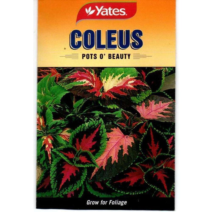 Yates Seeds Coleus Pots Of Beauty