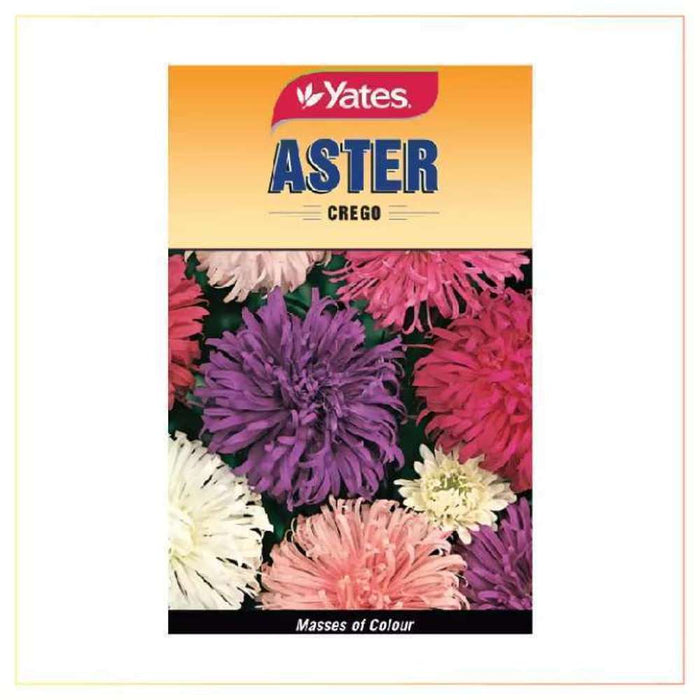 Yates Seeds Aster Crego