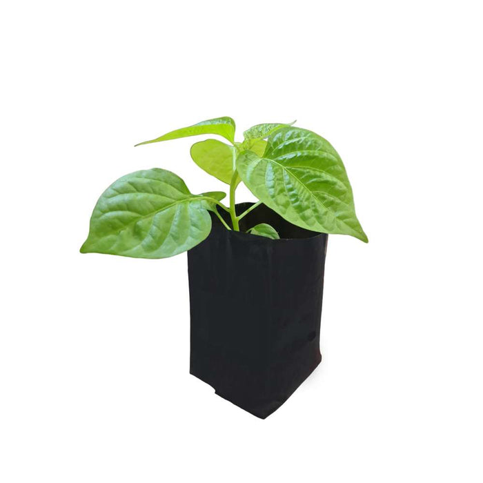 Bongo Chilly ( Red ) Seedling
