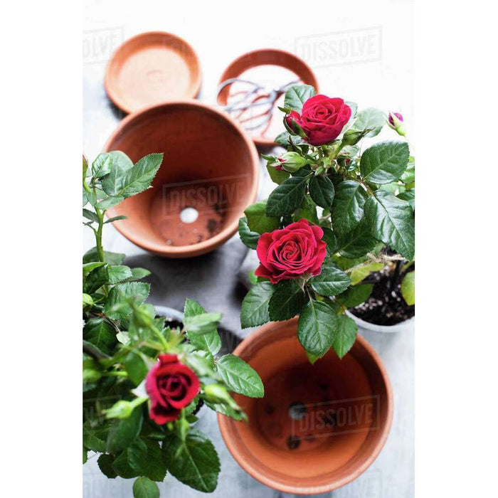 UBL Roses Terracotta Pot Flowers